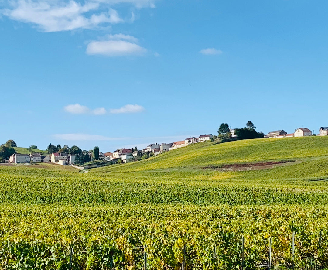 Vignes Champagne Cramant