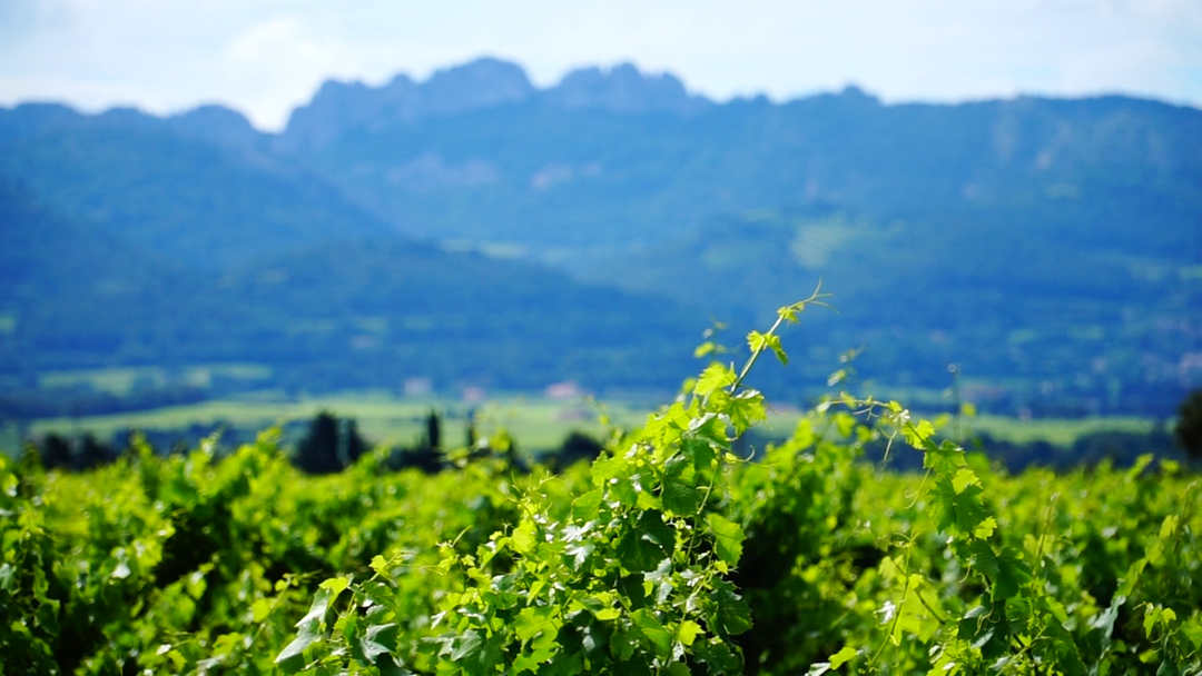 Vignes Printemps